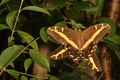Bahamian Swallowtails mating