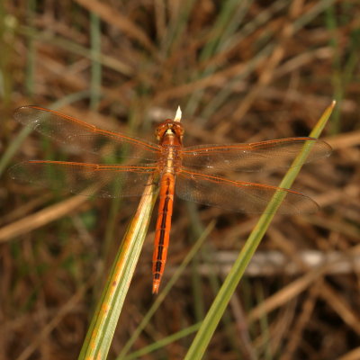 Needham's Skimmer / immature male