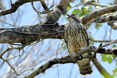 Red-shouldered Hawk