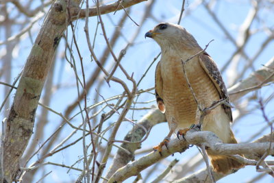 Red-shouldered Hawk