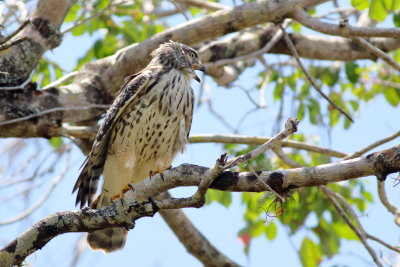 Red-shouldered Hawk