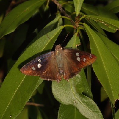 Hammock Skipper