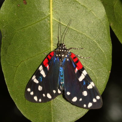 Arctiidae and Lymantriidae Moths : 8033 - 8321