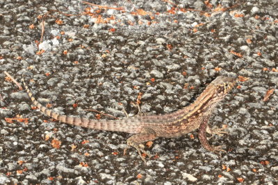  Northern Curly-tailed Lizard