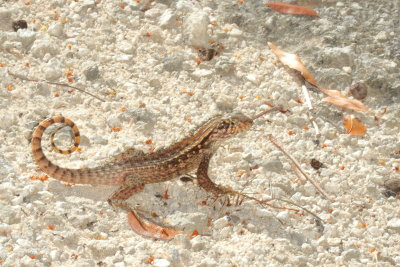  Northern Curly-tailed Lizard