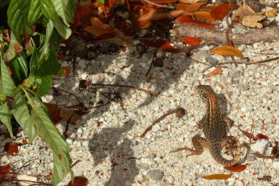  Northern Curly-tailed Lizard