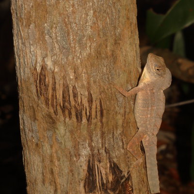 Crested Anole