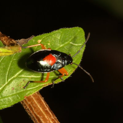 Largus nymph