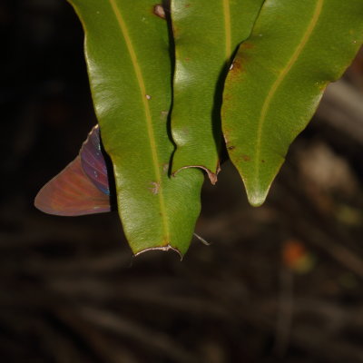 Mangrove Skipper