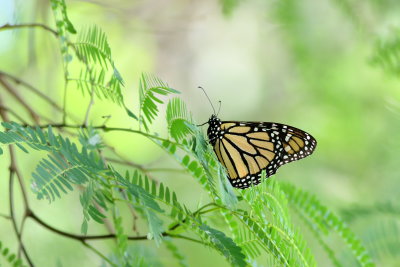 Monarch