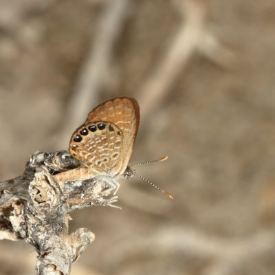 Eastern Pygmy-Blue