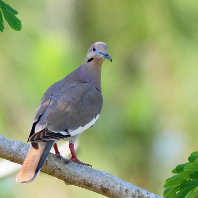 White-winged Dove