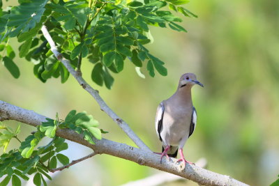 White-winged Dove