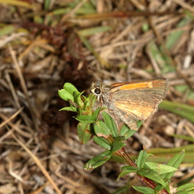 Baracoa Skipper