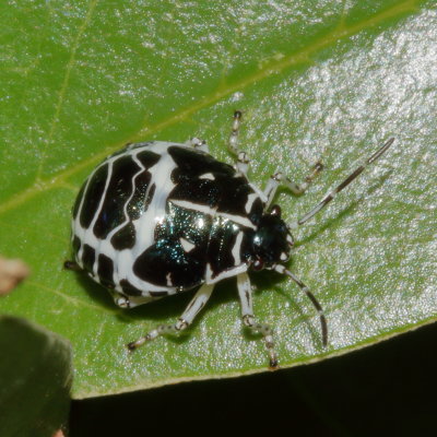 Murgantia violascens