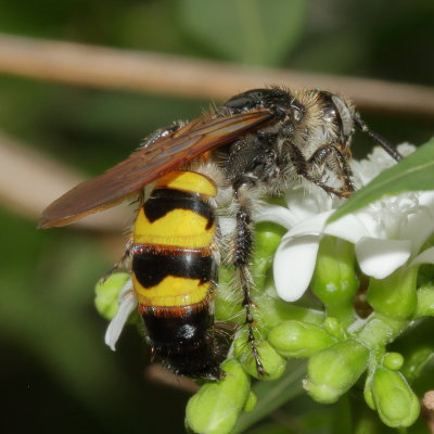 Dielis trifasciata trifasciata ♀ * Three-banded Scoliid Wasp