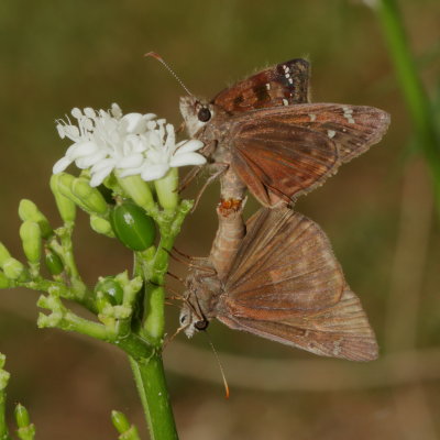 Horace's Duskywing