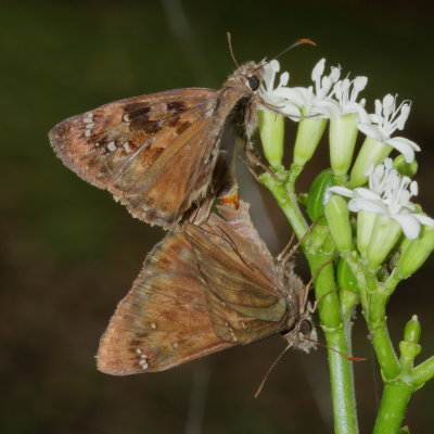 Horace's Duskywing