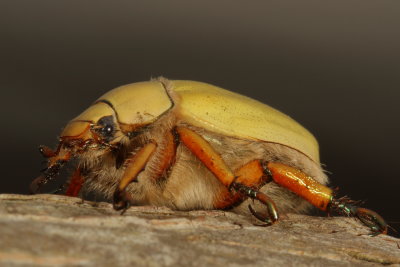 Goldsmith Beetle