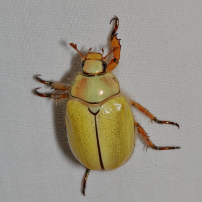 Goldsmith Beetle