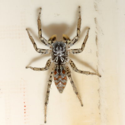 Maevia inclemens ♂ * Dimorphic Jumper