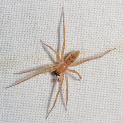Anyphaenidae : Ghost Spiders