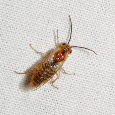 Subfamily Nematinae