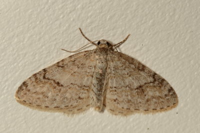 Hodges#7428 * Brown-shaded Carpet * Venusia comptaria