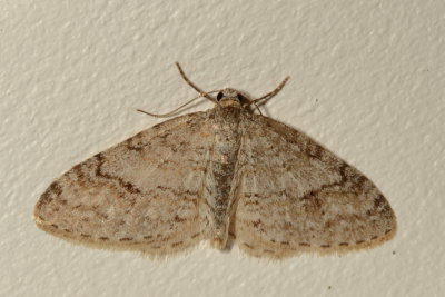 Hodges#7428 * Brown-shaded Carpet * Venusia comptaria 