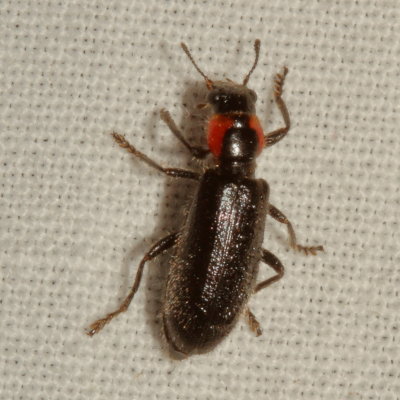 Placopterus thoracicus