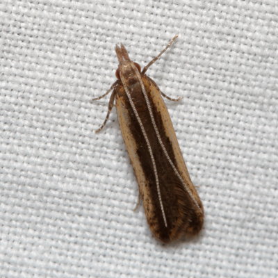 Hodges#2281 * Palmerworm Moth * Dichomeris ligulella