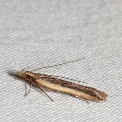 Hodges#2281 * Palmerworm Moth * Dichomeris ligulella