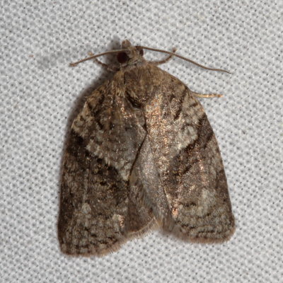 Hodges#3672 * Gray Leafroller * Syndemis afflictana