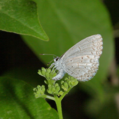Spring Azure, form violacea