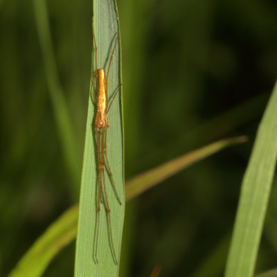 Genus Tetragnatha