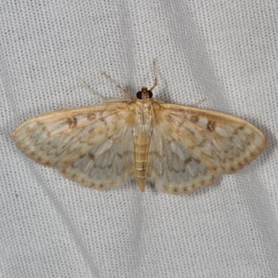Hodges#5277.1 * Herpetogramma aquilonalis