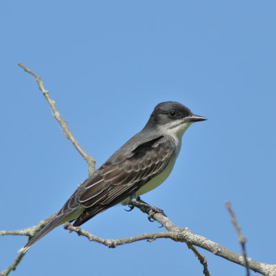 Eastern Kingbird