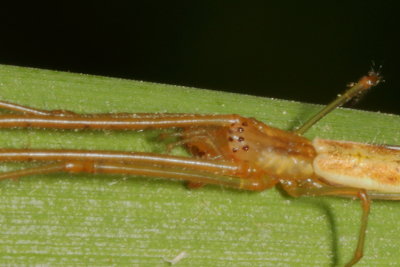 Genus Tetragnatha