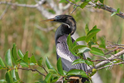 Anhinga ♂