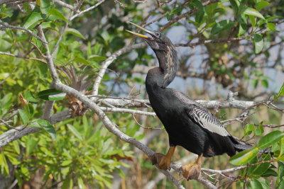 Anhinga