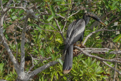 Anhinga ♂