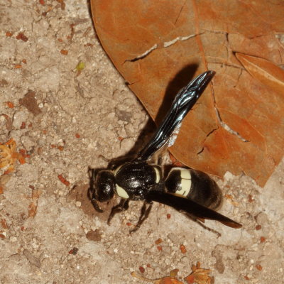 Monobia quadridens
