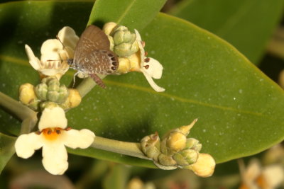  Eastern Pygmy-Blue