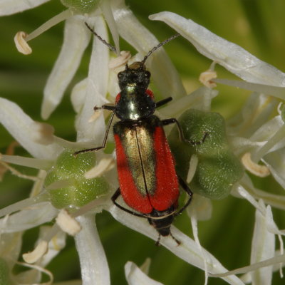 Malachius aeneus * Scarlet Malachite Beetle