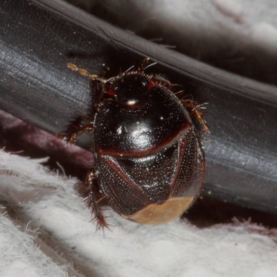 Microporus nigrita * Black Ground Bug
