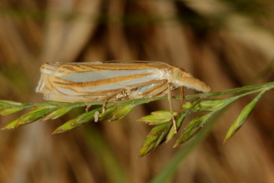 Hodges#5378 * Eastern Grass-veneer Moth * Crambus laqueatellus