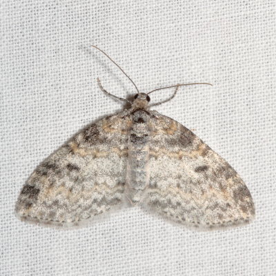 Hodges#7640 * Powdered Bigwing *Lobophora nivigerata
