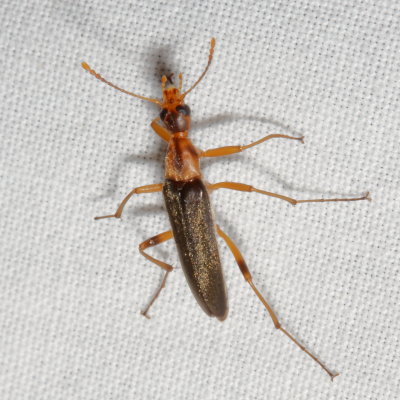 Cephaloon lepturides * False Leptura Beetle