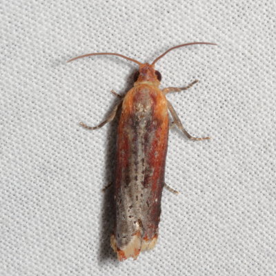 Hodges#3500 * Inimical Borer Moth * Pseudogalleria inimicella