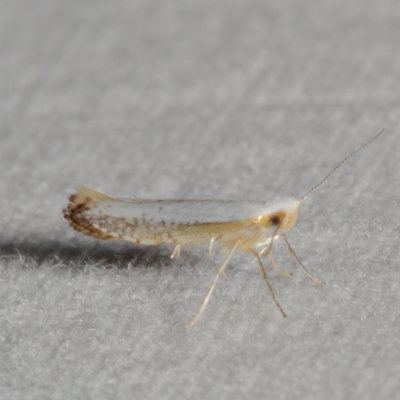 Hodges#2479 * Speckled Argyresthia * Argyresthia subreticulata